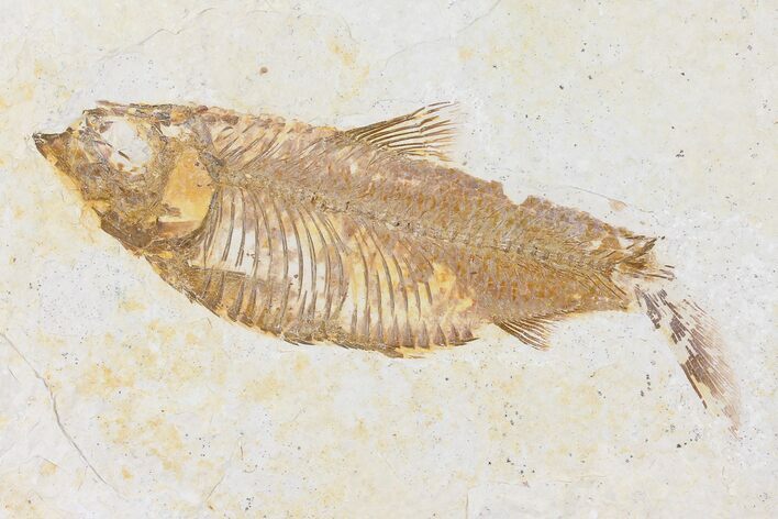 Fossil Fish (Knightia) - Wyoming #109961
